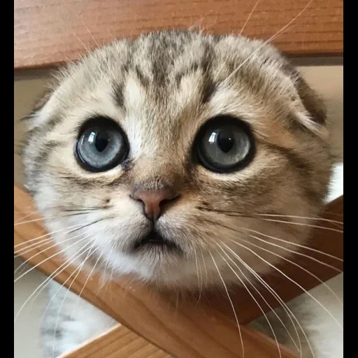 lindo gato, gatos lindos, un gato suplicante, un gato cuestionador, los animales son lindos