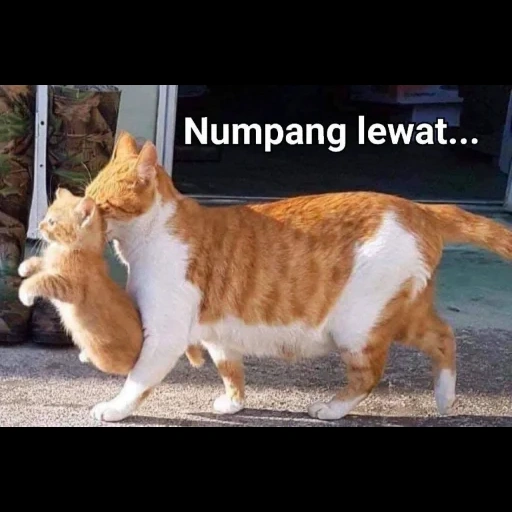 kucing, kucing, kucing, hewan, kucing lucu