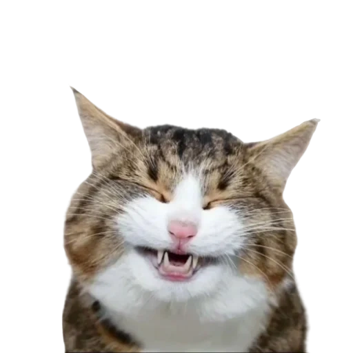 o rosto de um gato, o gato é engraçado, gato satisfeito, um gato sorridente, gato sorridente