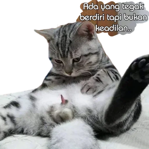 kucing, hewan, anggota kucing, kucing binatang, hewan lucu