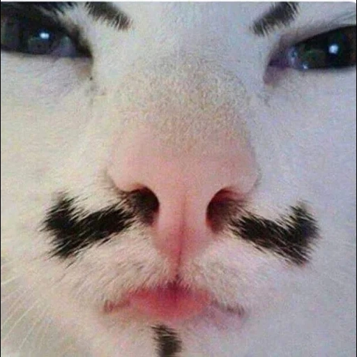 cat, cats, cat, cats are ridiculous, a cat with a human moustache