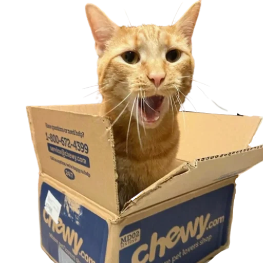 kucing, kucing, seekor kucing, kucing itu adalah parsel, paket kotak