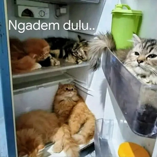 die katze, die katze, die seehunde, kühlschrank für katzen, die katze öffnet den kühlschrank