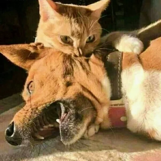 cat, cat, animal cat, cat versus dog, cat versus dog