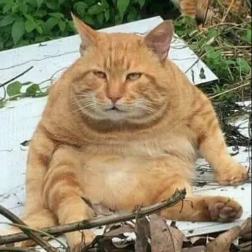 el gato es gordo, gato gordo, gato gordo rojo, gato muy gordo, el gato rojo es grueso