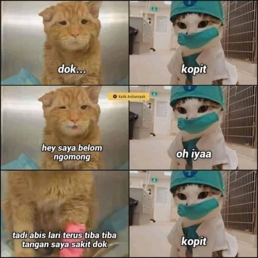 kucing, hewan hewan itu lucu, hewan itu lucu, anak kucing yang menawan, cotemems adalah prasasti lucu