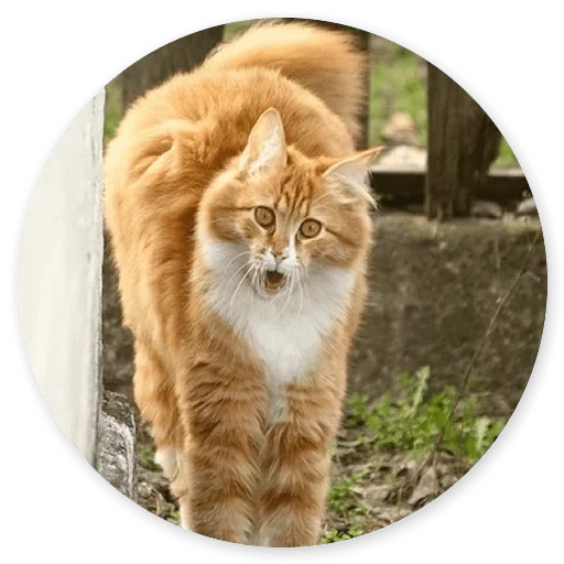 кот, рыжий кот, рыжий кот пушистый, сибирская кошка рыжая, рыжий длинношерстный сибирский кот
