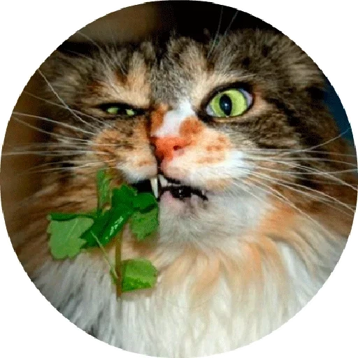 кот, кошка, наглый кот, кошка ест траву, кот вегетарианец