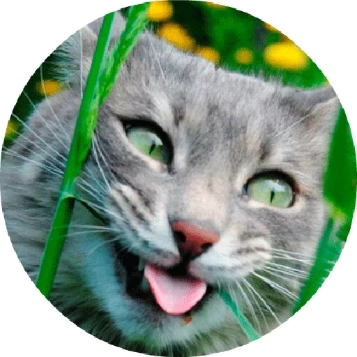 кот, весёлый кот, мур мяу гав, котами мемы, жизнерадостный кот