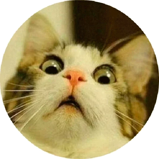 офигевший кот, удивленный кот, шокированный кот, испуганный кот мем, удивленный кот мем