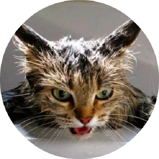 кот, кошка, котики, мокрый кот, мокрая кошка
