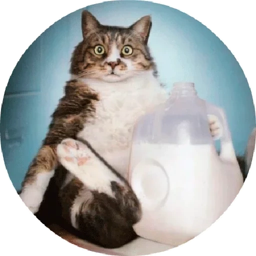 кот, кот кот, кот сметане, кот молоком, мем кот сметане