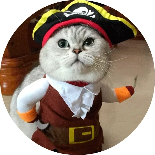 кот пират, кот костюме, котик пират, котики костюмах, костюм пирата кошки