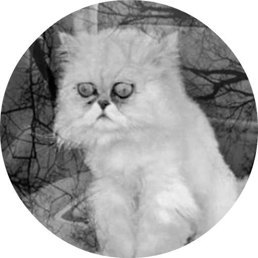кот, кот тлен, персидская кошка, кот безысходность, депрессивные коты мемы