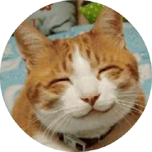 котики смешные, улыбающийся кот, улыбающиеся коты, улыбающаяся кошка, мем улыбающийся кот