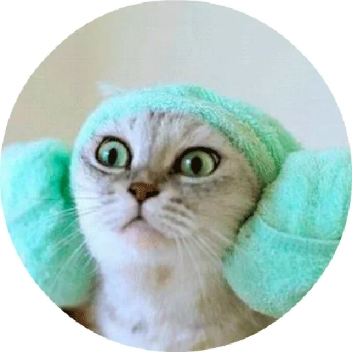 cat, котики, кошечка, кот полотенцем голове, кошка полотенцем голове