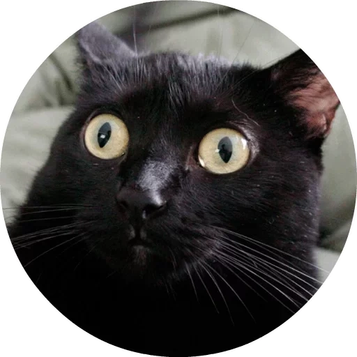 черный кот, черный кот удивлен, офигевший черный кот, косоглазый черный кот, кот выпученными глазами