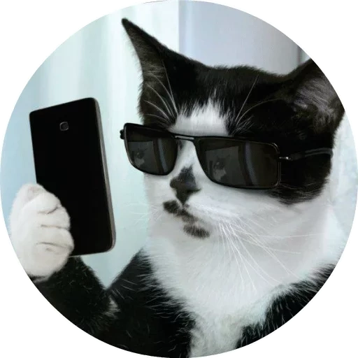 котик шпион, кот смартфоном, наклейка кошка, кот очками мем