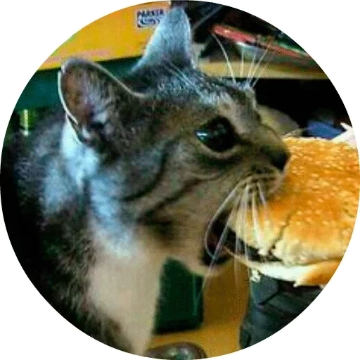 кот, вкутна кот, прожорливый кот, cheeseburger cat, смешные голодные котики