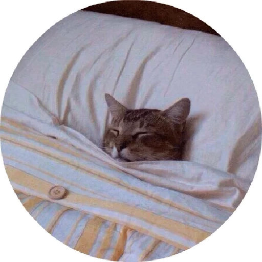 кот, котики, кошечка, довольный котик, кот спит под одеялом