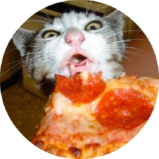 кот, котики, хочу пиццу, кот ест пиццу, грустный кот пиццей
