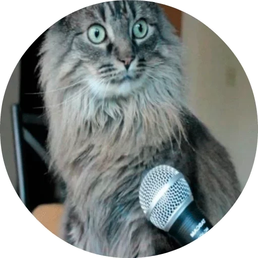 барсик кот, глупый кот, кот микрофоном, кот за микрофоном, мем кот микрофоном