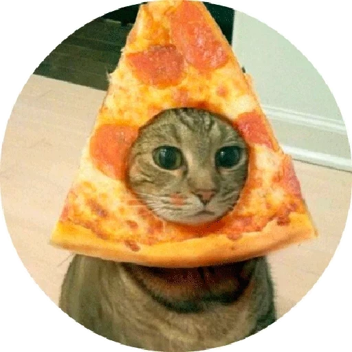 pizza, пицца кот, кот пиццей голове, смешные коты пиццей, котик пиццей голове