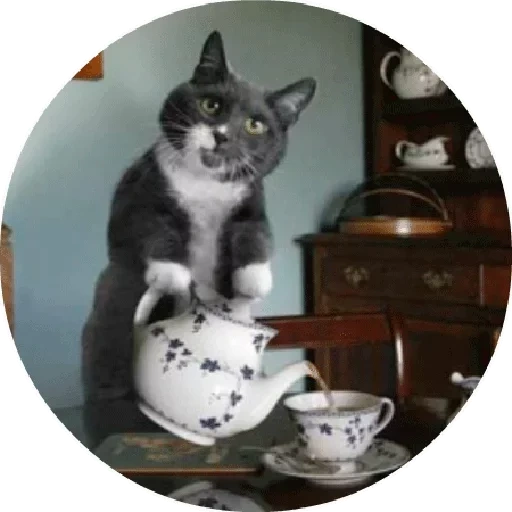 кот, кот чай, кот пьет чай, кот делает чай, кот наливает чай