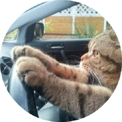 кот, за рулём, кот машине, кот за рулем, кошка машине за рулем