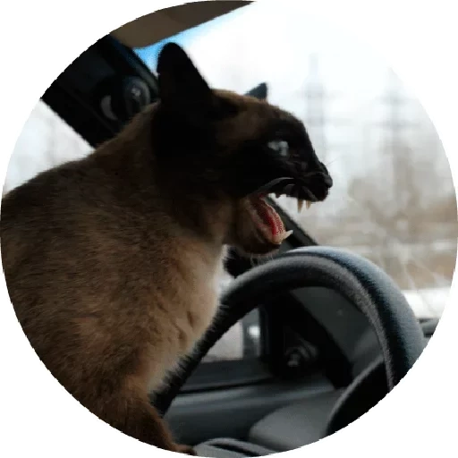 cat, машина кот, кот водитель, кот за рулем, смешные животные