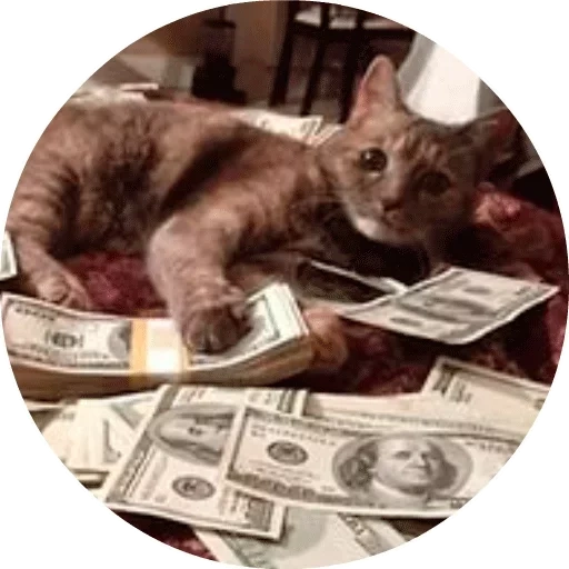 денежный кот, кот деньгами, котик деньгами, денежный котик, обои коты деньгами
