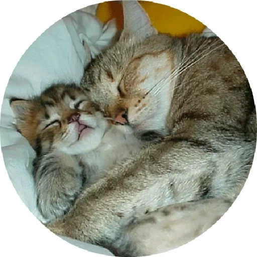 кот, котик, кошки, кошка спит котенком, сладких снов обнимашки