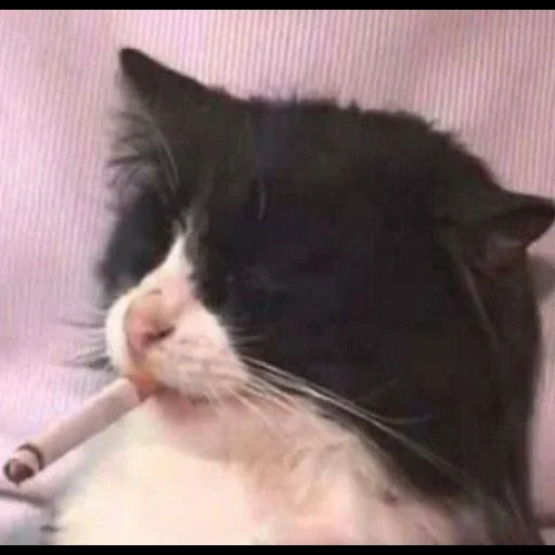 курящий кот, кот сигаретой, котик сигаретой, мем кот сигаретой, кот сигаретой зубах
