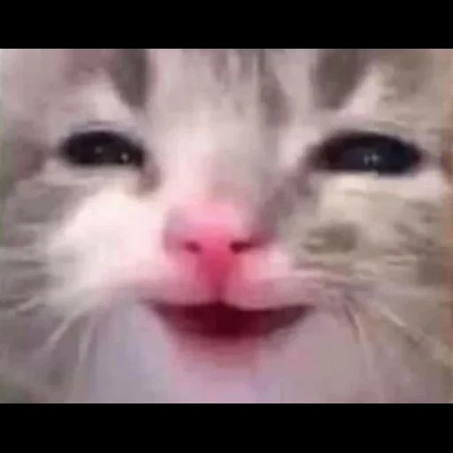 кошка, russia rp, милые котики, милый котик мем, мемы смешная подборка