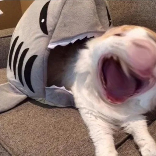 кот, смешные коты, котики смешные, кот костюме акулы, смешные коты кошки до слёз
