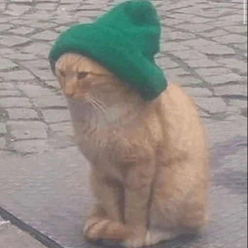 кот шапке, котик шапочке, котенок шапочке, кот зеленой шапке, кот зелёной шапочке
