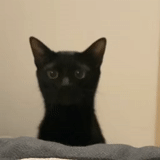 chat, un chat, le chat est noir, bombay cat, le museau d'un chat noir