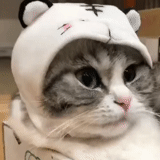 chat, chat mignon, chapeau de chat, chapeau de minou, un joli chapeau de chat