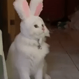 bunnies, bunny, bunny, rabbit, the cat are hare ears