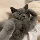 gatto, gatto grigio, cat assonnato, cat britannico, gatto grigio soddisfatto