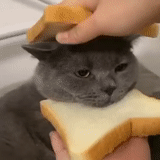 cat, cat, cats, cat burger, cat sandwich