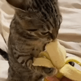 gatto, banana cat, il gatto è la banana, il gatto mangia una banana, il gatto mangia una banana