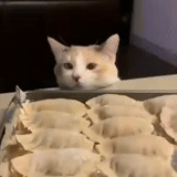chat, chat, chats, chats mignons, blagues cat dumplings