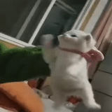 a cat, gif with a cat, marmalade, funny animals