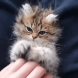 cat, cat, cat, fold kittens, persian cat