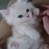 kittens, a cat, white kitten, animal cats, fluffy kittens