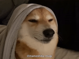 dog, animals, the animals are cute, the dog is a hood