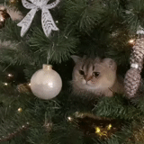 cat, the cat is a christmas tree, cat christmas tree, new year cat, 3 more comments