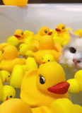 duck, yellow duck, yellow duckling, yellow duck, rubber weft yarn