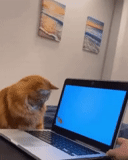 gato, focas, gato gato, gato divertido, gato de computadora